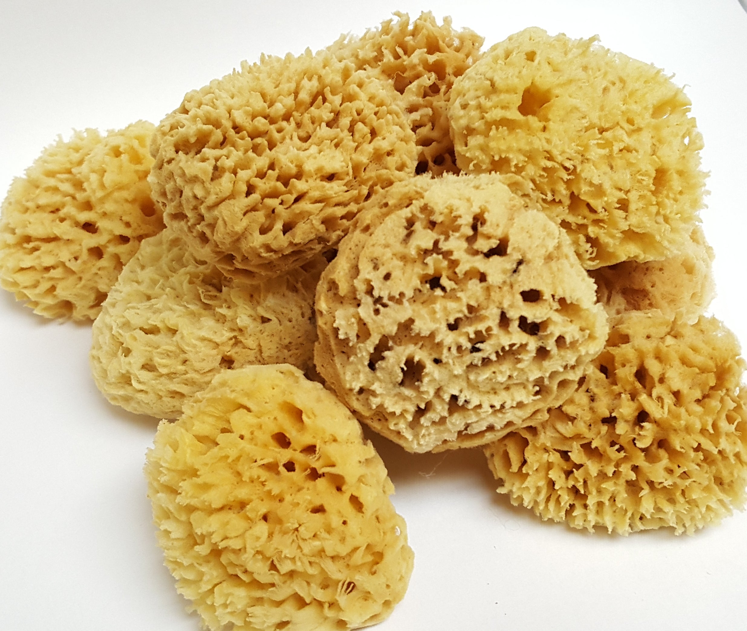Wool Sea Sponge – Mammy's Soap Co